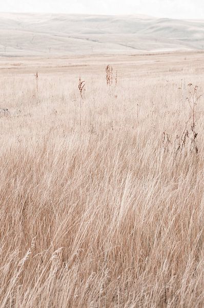 Grassland in the mountains of Armenia by Photolovers reisfotografie