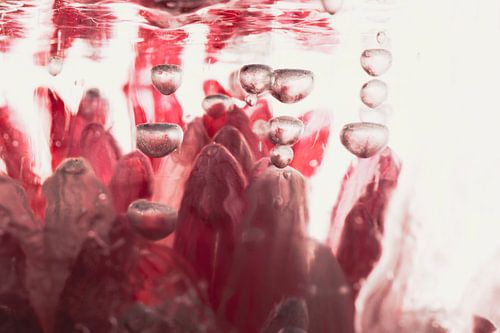 Chrysanthème en glace 3