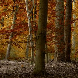 Herbstliches Waldgebiet von Kees van Dongen