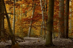 Herbstliches Waldgebiet von Kees van Dongen
