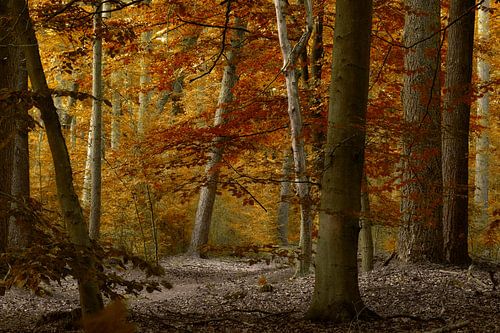 Herbstliches Waldgebiet