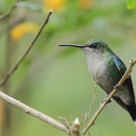Kolibrie in El Dorado, Sierra Neveda van Anneke Ruys