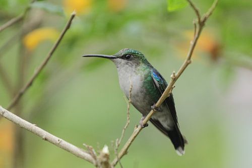 Kolibri in El Dorado, Sierra Neveda