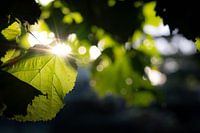 Soleil de l'été indien à travers les feuilles du tilleul