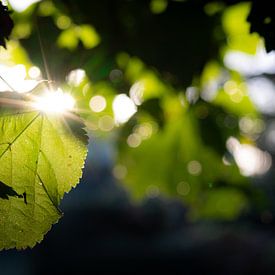 Indian summer sun through the leaves of the Lime tree by John Dekkers