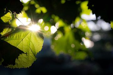 Soleil de l'été indien à travers les feuilles du tilleul sur John Dekkers