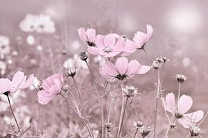 Cosmea
