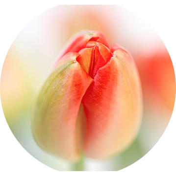 Fresh Tulips (Drieluik....) (bloem, tulp, lente, oranje) van Bob Daalder
