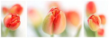 Fresh Tulips (Drieluik....) (bloem, tulp, lente, oranje) von Bob Daalder