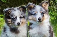 Portrait von zwei jungen sheltie Hunde draußen im Garten von Ben Schonewille Miniaturansicht
