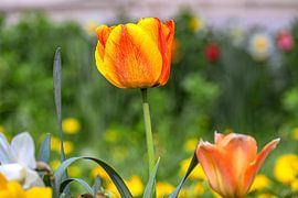 Ein strahlender Frühlingsbote von Photoart-Naegele