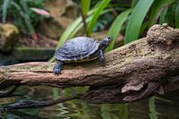 Schildpad