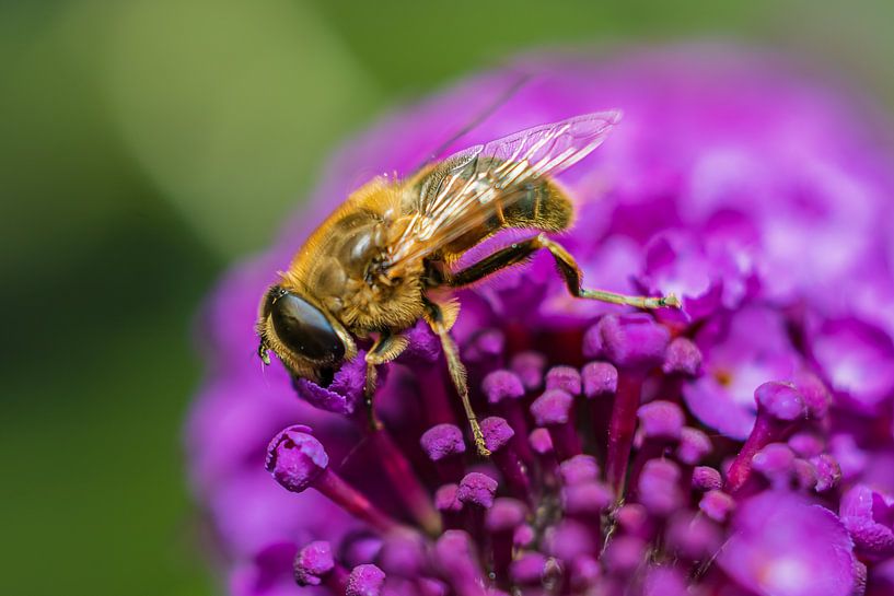 Blind bee on Sun Hat by Boetiek Fotogeniek