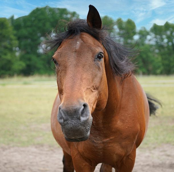 Trakehner Feldmeyer in the pasture by Babetts Bildergalerie