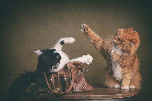 catch me if you can, cat in the bag