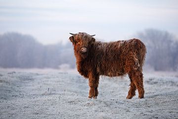 Schotse Hooglander van PeetMagneet