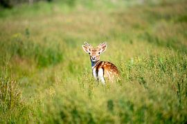 Rehe in Haferflocken von Ed Klungers