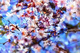 Spring 2 by Henk Leijen