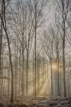 Morning sun rays in a foggy forest by Egon Zitter