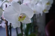 Orchidee von Diana van Dalen Miniaturansicht