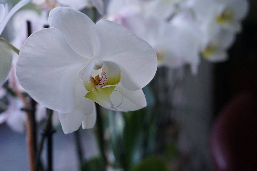 Orchidee van Diana van Dalen