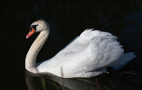 radiant swan