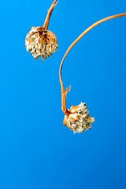 Dead English grass by Edith Wijte