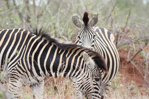 Zebra's