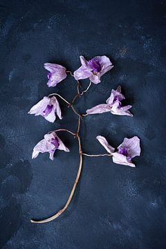 Botanisches dunkles Stillleben, getrocknete Orchidee von Joske Kempink