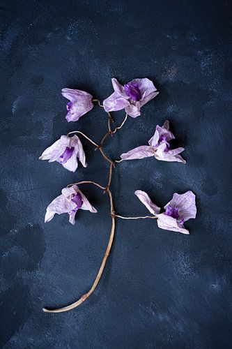 Botanical dark still life, dried orchid by Joske Kempink