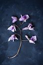 Botanical dark still life, dried orchid by Joske Kempink thumbnail