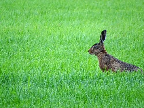 Haas in het veld