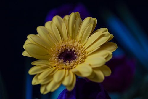 Gele gerbera op zwart/blauwe achtergrond