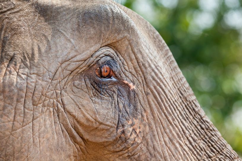 a close-up of an old elephant's eye. by Marcel Derweduwen