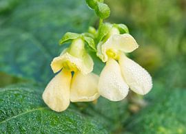 Bohnenblüten Buttergelb von Iris Holzer Richardson