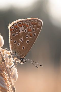 Ikarus blau von Femke Straten