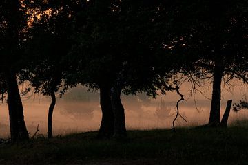 Bäume in der Morgensonne von Moetwil en van Dijk - Fotografie