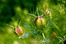 Juffertje in het groen by PvdH Fotografie
