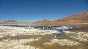 'Flamingo's', Bolivia von Martine Joanne