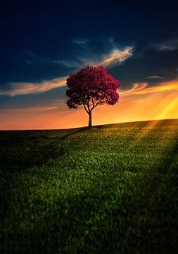 Geweldige eenzaamheid van Bess Hamiti