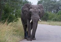 Olifant Dichtbij