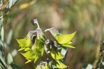 Koninklijke vogelbloem van Ines Porada