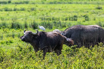 Cape buffalo by Tilo Grellmann