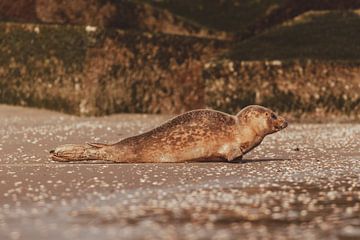 Phoque commun se reposant sur la plage de Scheveningen sur Anne Zwagers