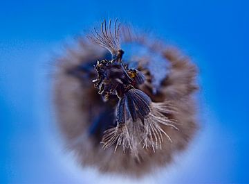 verwelkte Blume in der Wintersonne von Eric Joosten