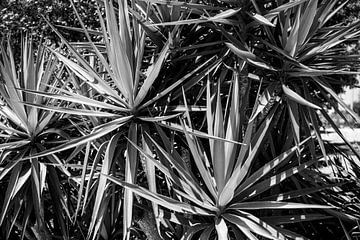 Kunstfoto von Palmen in schwarz-weiß von Monique Tekstra-van Lochem