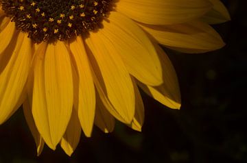 Sonnenblume von Hubert van Gestel