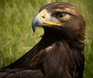 Steppe Eagle by Martin Tromp