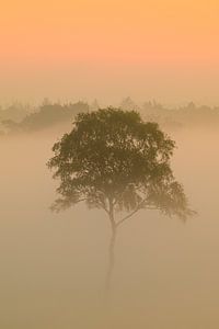 Sonnenaufgang mit Nebel über einer Heidelandschaft