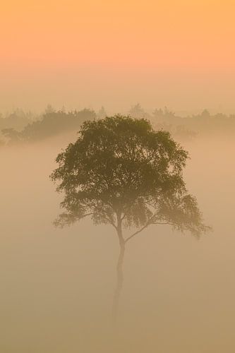 Zonsopgang met mist boven een heidelandschap